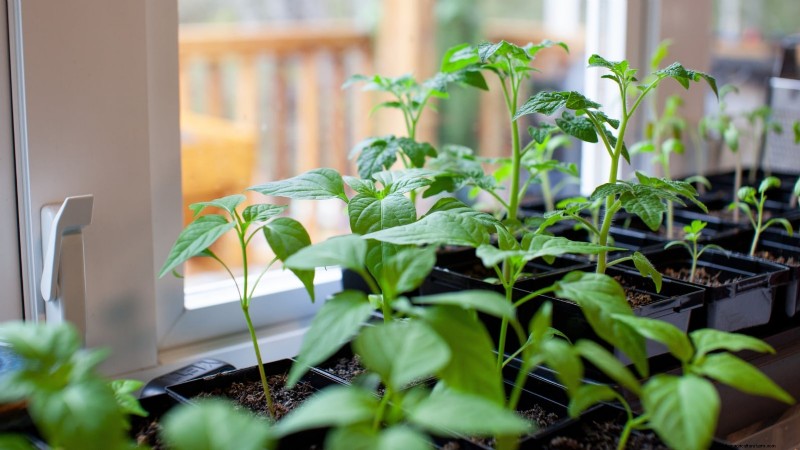 Paprika in Hochbeeten anbauen:Ein Leitfaden für reichliche Erträge 