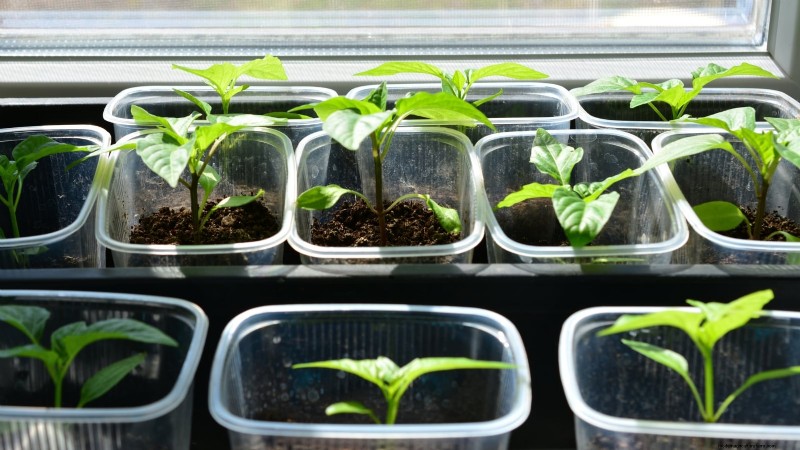 Paprika in Hochbeeten anbauen:Ein Leitfaden für reichliche Erträge 