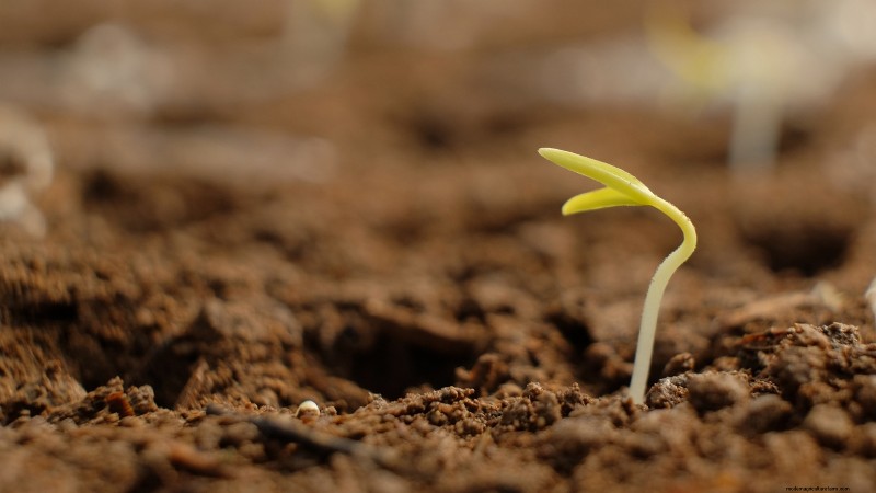 Paprika in Hochbeeten anbauen:Ein Leitfaden für reichliche Erträge 
