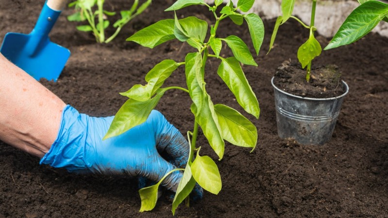 Paprika in Hochbeeten anbauen:Ein Leitfaden für reichliche Erträge 