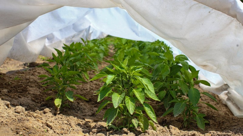 Paprika in Hochbeeten anbauen:Ein Leitfaden für reichliche Erträge 