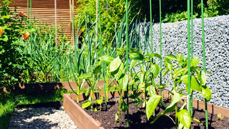 Paprika in Hochbeeten anbauen:Ein Leitfaden für reichliche Erträge 