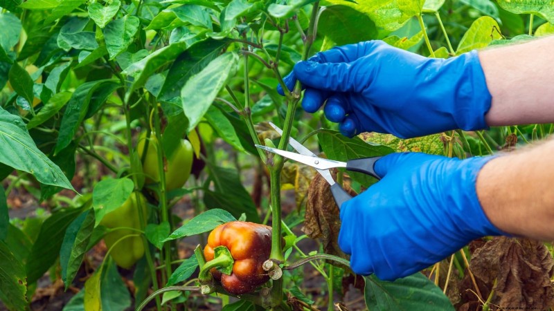 Paprika in Hochbeeten anbauen:Ein Leitfaden für reichliche Erträge 