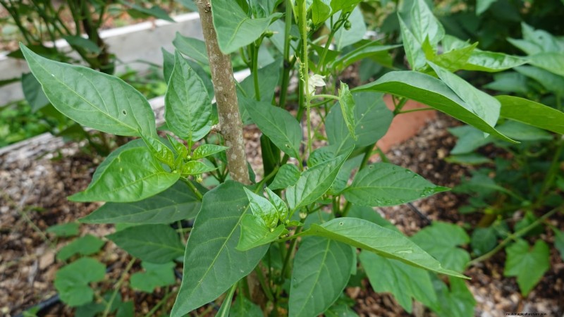 Paprika in Hochbeeten anbauen:Ein Leitfaden für reichliche Erträge 