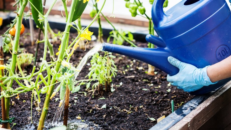 Paprika in Hochbeeten anbauen:Ein Leitfaden für reichliche Erträge 