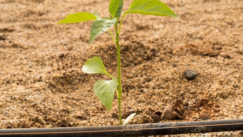 Paprika in Hochbeeten anbauen:Ein Leitfaden für reichliche Erträge 
