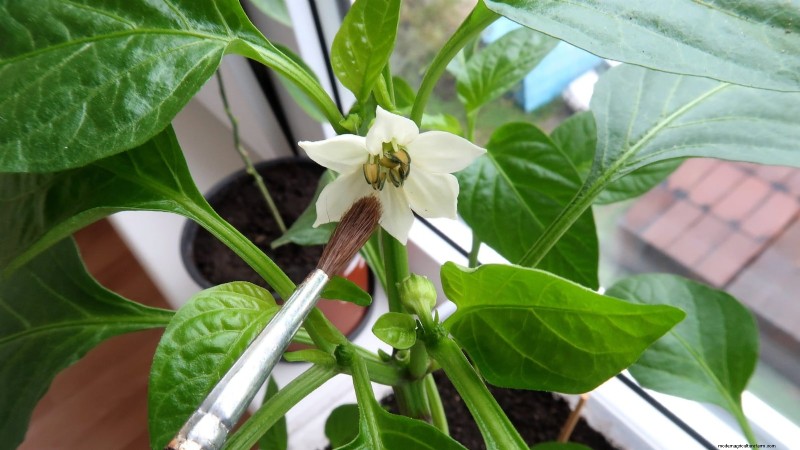 Paprika in Hochbeeten anbauen:Ein Leitfaden für reichliche Erträge 