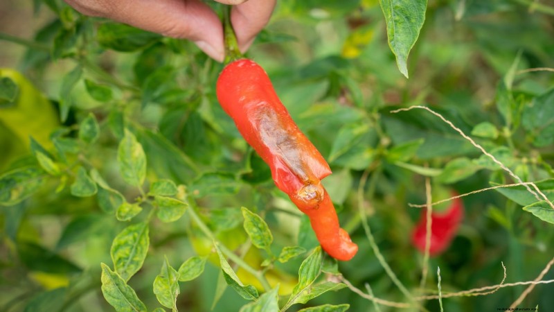 Paprika in Hochbeeten anbauen:Ein Leitfaden für reichliche Erträge 