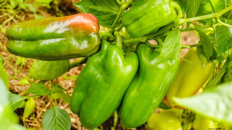 Paprika in Hochbeeten anbauen:Ein Leitfaden für reichliche Erträge 