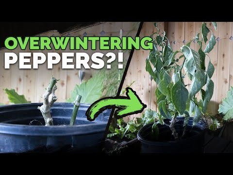 Paprika in Hochbeeten anbauen:Ein Leitfaden für reichliche Erträge 