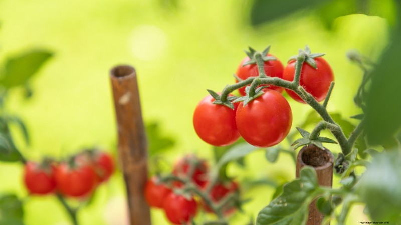 Tomaten ernten:Der richtige Zeitpunkt für den besten Geschmack und die beste Qualität 