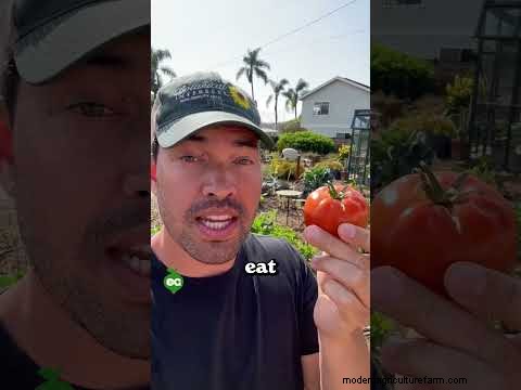 Tomaten ernten:Der richtige Zeitpunkt für den besten Geschmack und die beste Qualität 