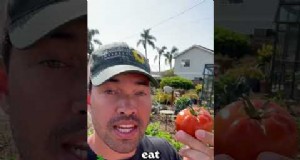 Tomatenoogst:wanneer moet u kiezen voor de beste smaak en kwaliteit? 