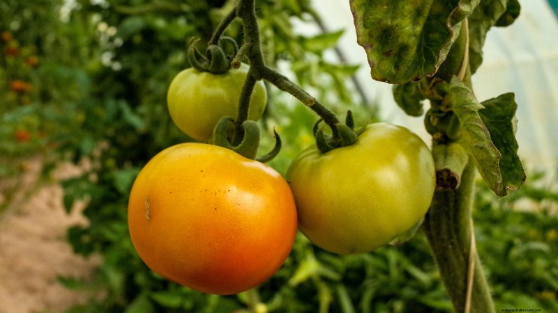 Tomaten ernten:Der richtige Zeitpunkt für den besten Geschmack und die beste Qualität 