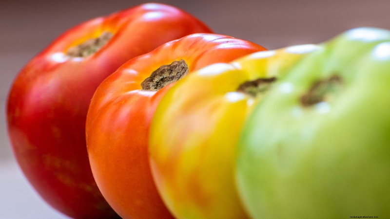 Tomaten ernten:Der richtige Zeitpunkt für den besten Geschmack und die beste Qualität 