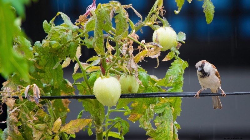 Tomaten ernten:Der richtige Zeitpunkt für den besten Geschmack und die beste Qualität 