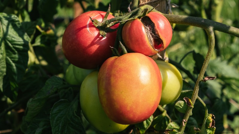 Tomaten ernten:Der richtige Zeitpunkt für den besten Geschmack und die beste Qualität 