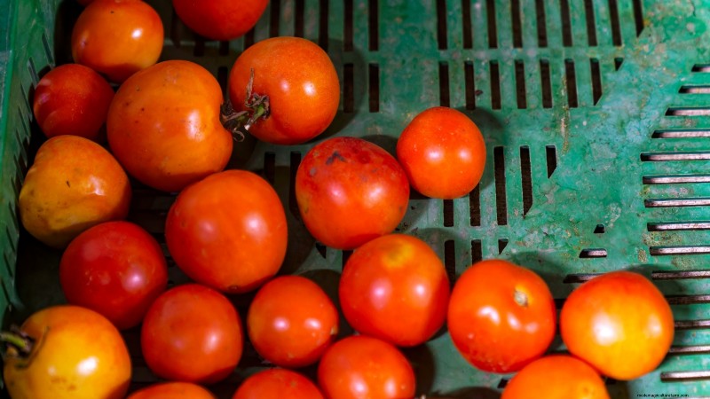Tomaten ernten:Der richtige Zeitpunkt für den besten Geschmack und die beste Qualität 