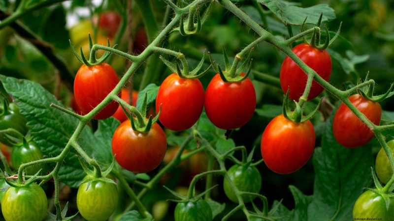 Tomaten ernten:Der richtige Zeitpunkt für den besten Geschmack und die beste Qualität 