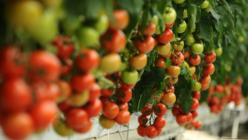 Tomaten ernten:Der richtige Zeitpunkt für den besten Geschmack und die beste Qualität 