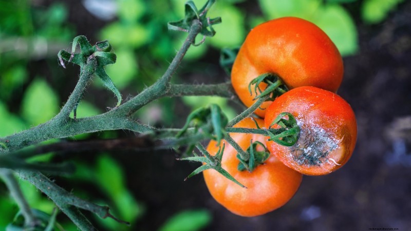 Tomaten ernten:Der richtige Zeitpunkt für den besten Geschmack und die beste Qualität 