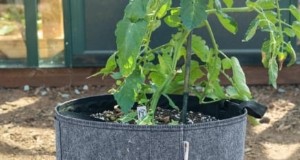 Kweek meer aardappelen:9 tips voor succesvol planten in verhoogde bedden 