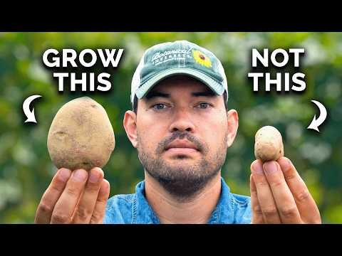 Kweek meer aardappelen:9 tips voor succesvol planten in verhoogde bedden 