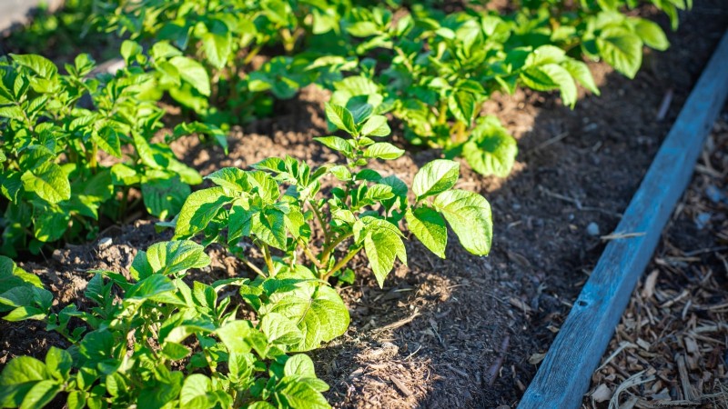 Kweek meer aardappelen:9 tips voor succesvol planten in verhoogde bedden 