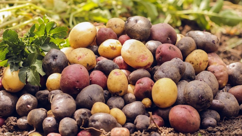 Kweek meer aardappelen:9 tips voor succesvol planten in verhoogde bedden 