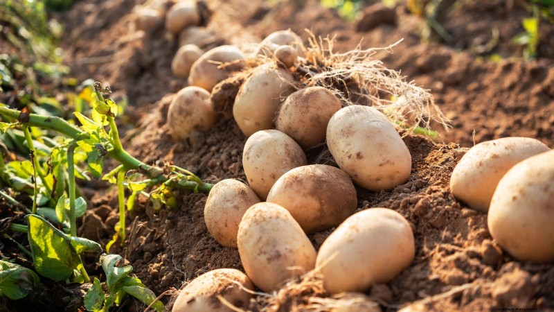 Kweek meer aardappelen:9 tips voor succesvol planten in verhoogde bedden 