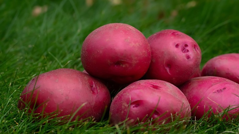 Kweek meer aardappelen:9 tips voor succesvol planten in verhoogde bedden 