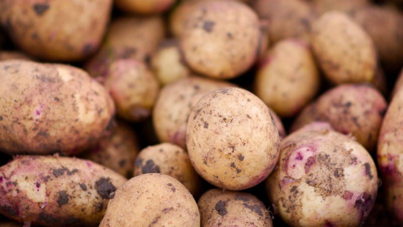 Kweek meer aardappelen:9 tips voor succesvol planten in verhoogde bedden 