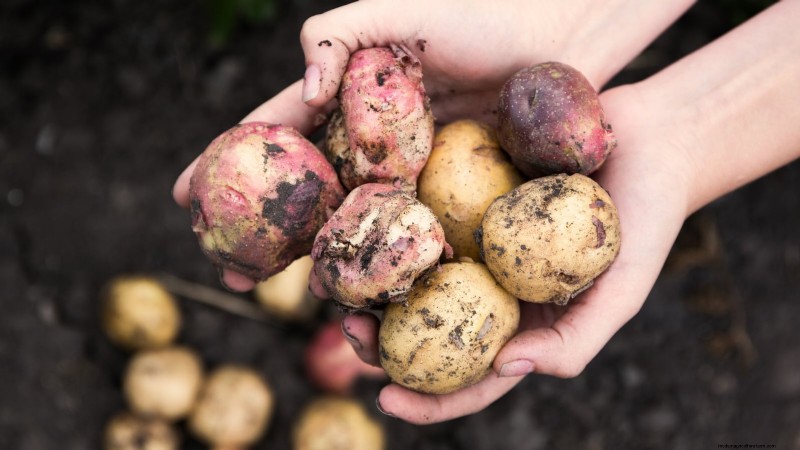 Kweek meer aardappelen:9 tips voor succesvol planten in verhoogde bedden 