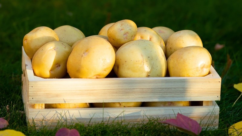 Kweek meer aardappelen:9 tips voor succesvol planten in verhoogde bedden 