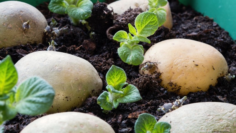 Kweek meer aardappelen:9 tips voor succesvol planten in verhoogde bedden 