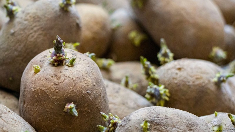 Kweek meer aardappelen:9 tips voor succesvol planten in verhoogde bedden 