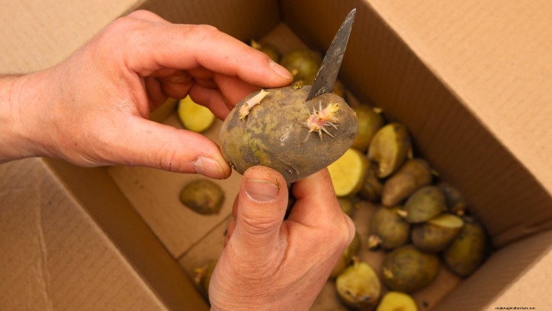 Kweek meer aardappelen:9 tips voor succesvol planten in verhoogde bedden 