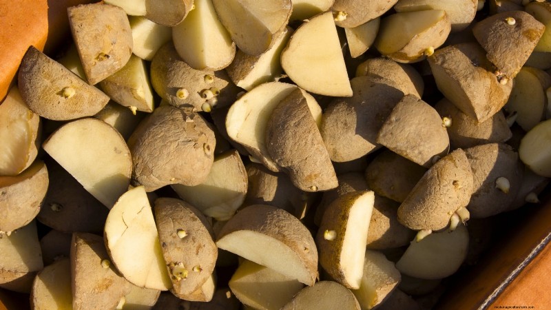 Kweek meer aardappelen:9 tips voor succesvol planten in verhoogde bedden 