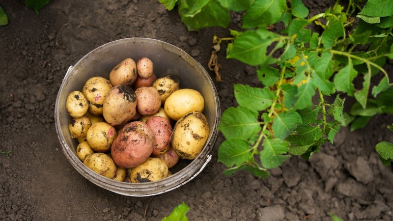 Kweek meer aardappelen:9 tips voor succesvol planten in verhoogde bedden 