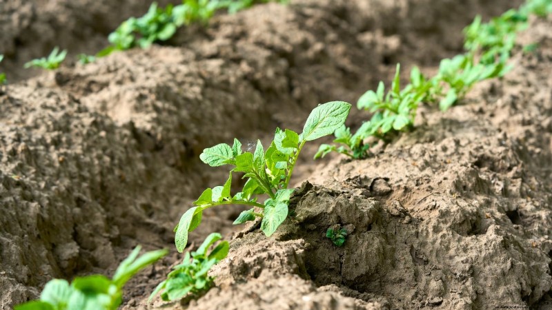 Kweek meer aardappelen:9 tips voor succesvol planten in verhoogde bedden 