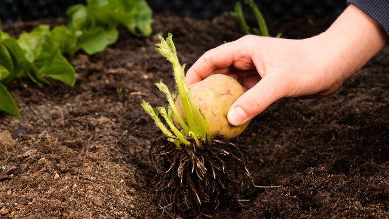 Kweek meer aardappelen:9 tips voor succesvol planten in verhoogde bedden 