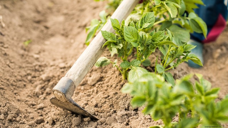 Kweek meer aardappelen:9 tips voor succesvol planten in verhoogde bedden 