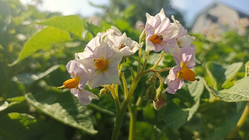 Kweek meer aardappelen:9 tips voor succesvol planten in verhoogde bedden 