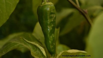 Anaheim Peppers:Pflanz-, Anbau- und Pflegeanleitung | [Name Ihrer Marke/Website] 