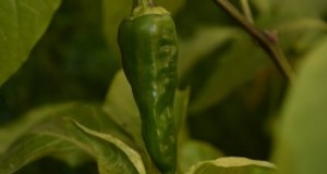 Anaheim-paprika s:gids voor planten, kweken en verzorgen | [Uw merk-/websitenaam] 