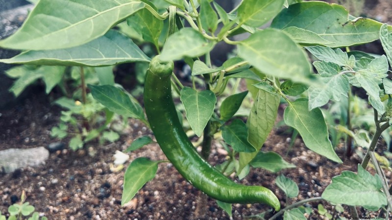 Anaheim Peppers:Pflanz-, Anbau- und Pflegeanleitung | [Name Ihrer Marke/Website] 