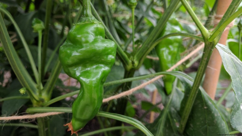 Anaheim Peppers:Pflanz-, Anbau- und Pflegeanleitung | [Name Ihrer Marke/Website] 