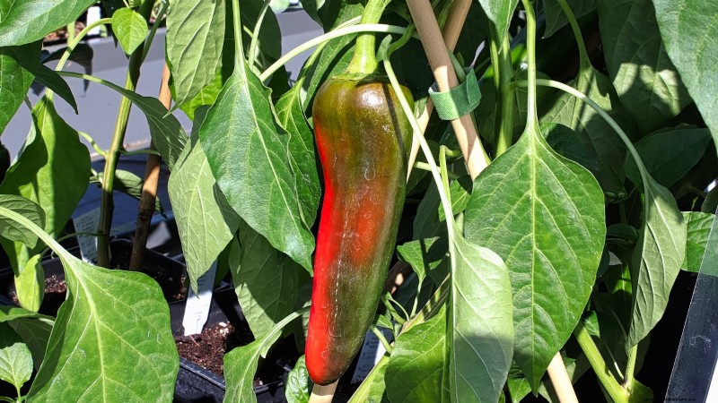 Anaheim Peppers:Pflanz-, Anbau- und Pflegeanleitung | [Name Ihrer Marke/Website] 