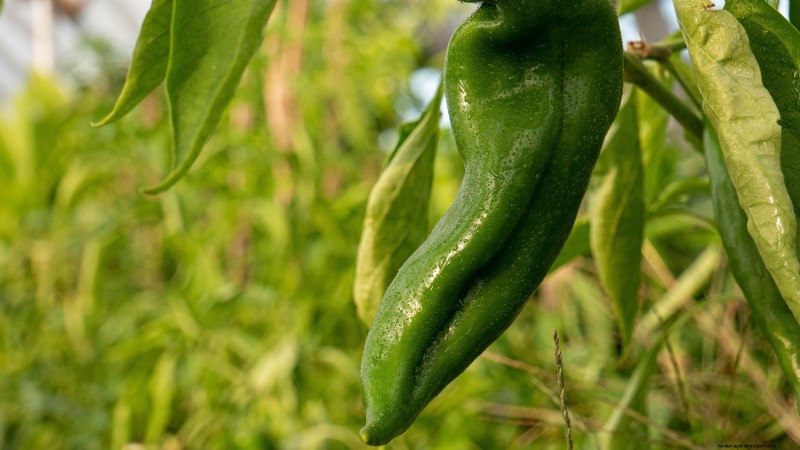 Anaheim Peppers:Pflanz-, Anbau- und Pflegeanleitung | [Name Ihrer Marke/Website] 