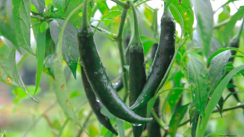 Anaheim Peppers:Pflanz-, Anbau- und Pflegeanleitung | [Name Ihrer Marke/Website] 